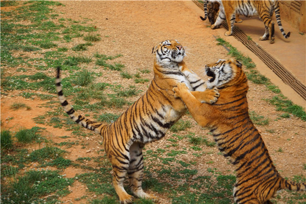 图片4 今年七夕,云南野生动物园准备了浪漫折扣。 图片4 今年七夕,云南野生动物园准备了浪漫折扣。
