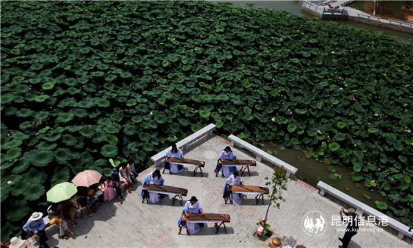 毛家营荷花展。