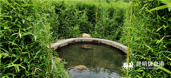 毛家营温泉隐密在竹林中的温泉泡池。