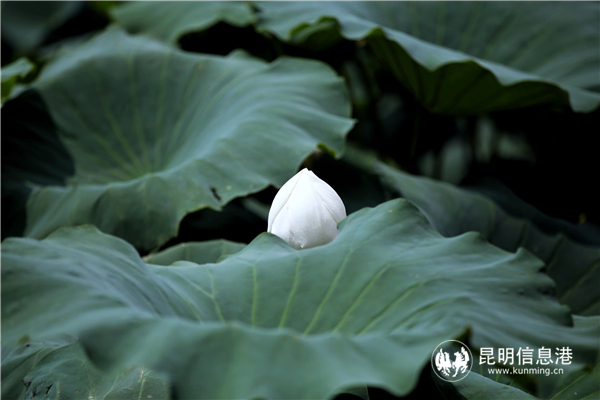 荷花含苞待放。