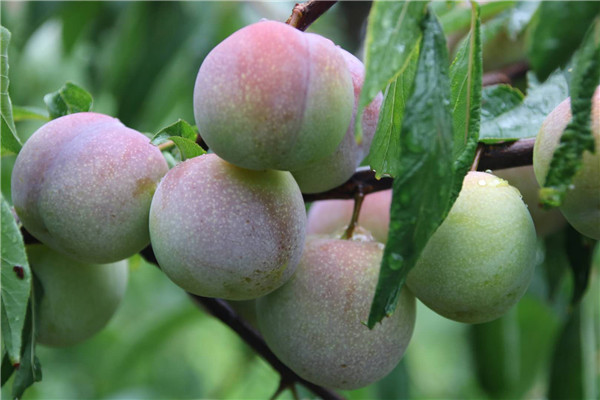 微信图片_20190710151633