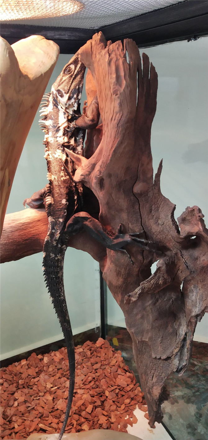 图六 即将开业的爬行时空主题乐园