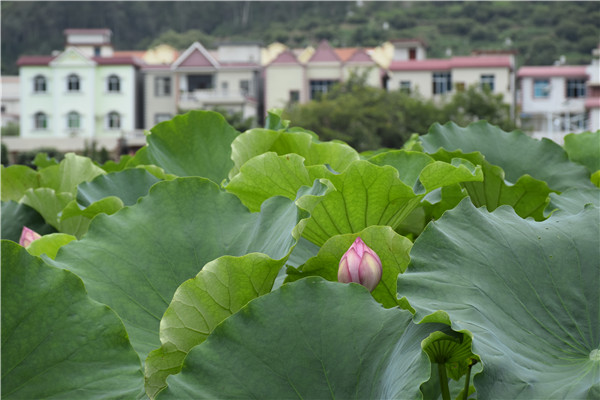 南羊荷花别样红