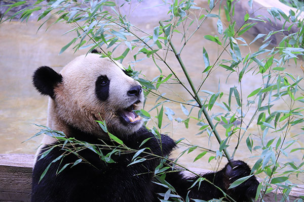 图1 大熊猫“毛竹”将迎来自己的第5个生日。