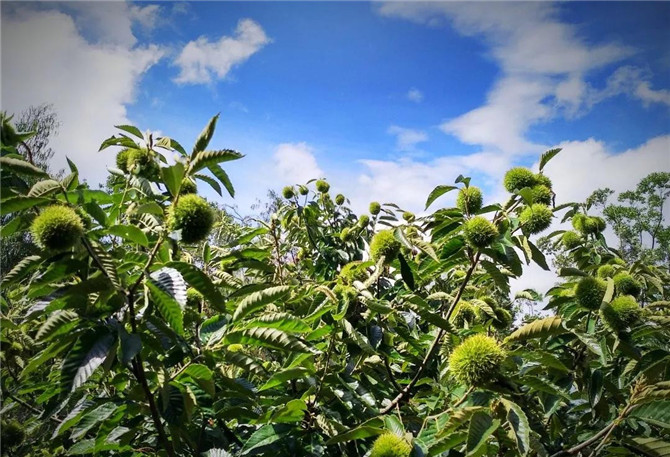 8、第二届昆明板栗节在禄劝县举行。