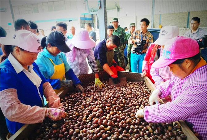 9、禄劝积极推进板栗全产业链体系建设。