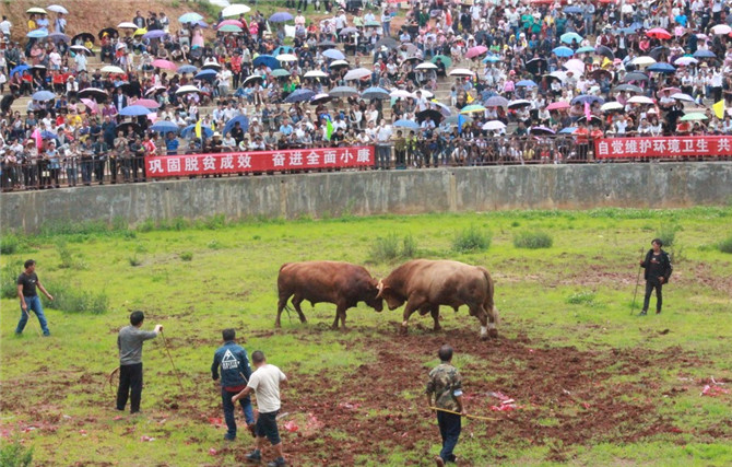 12、禄劝县2019年火把节激情斗牛现场。