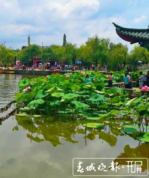 大观楼荷花盛开待游客赏