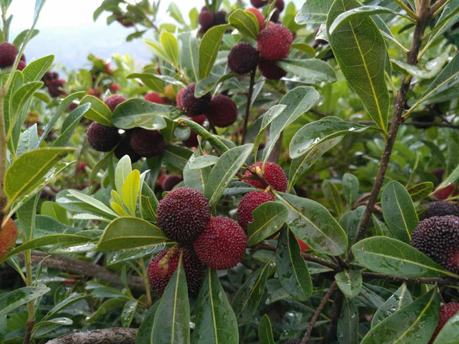 图片4 富民县以杨梅产业作为突破点,连续多年成功举办杨梅健康文化节。 图片4 富民县以杨梅产业作为突破点,连续多年成功举办杨梅健康文化节。