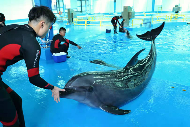 海豚暂养馆内的海豚-
