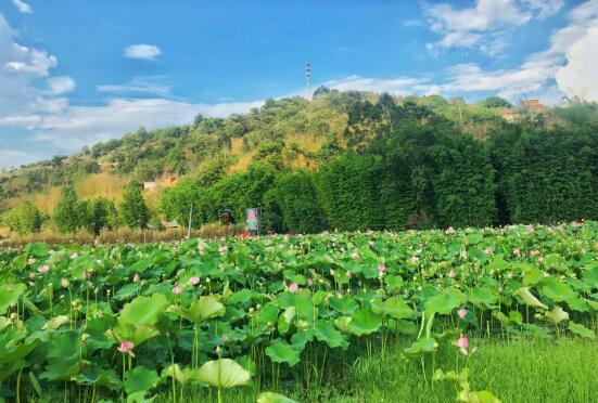 QQ截图20190805133547 QQ截图20190805133547