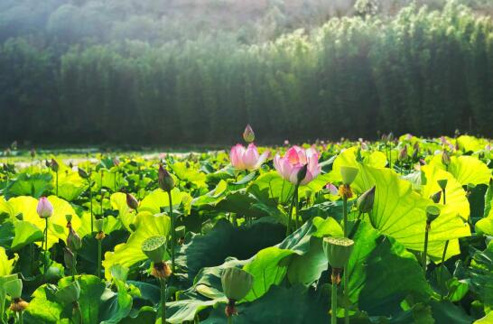 QQ截图20190805133556 QQ截图20190805133556