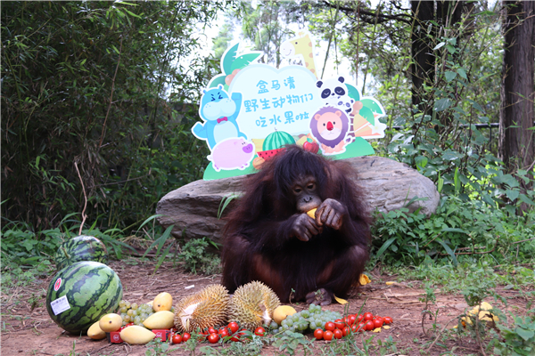 图1红毛猩猩享水果自助餐。