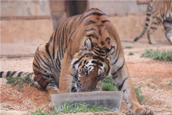 图片3东北虎抱冰块消暑。