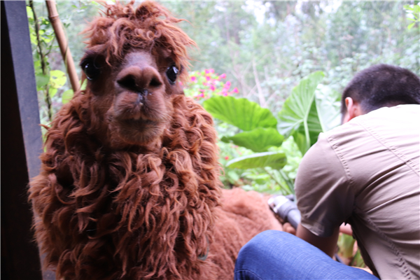 图片5羊驼剪毛过夏天。