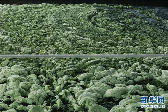 4“蓝藻的种类不同,习性也不相同,不同的温度和水质环境都会让蓝藻爆发。”张文建说,只有了解蓝藻的种类和生长特性,随时监测水质环境和温度情况,才能有效缓解蓝藻爆发。他翻阅大量书籍,学习了解关于蓝藻的相关知识,以便看到蓝藻就能快速分清是什么种类,有什么特性。 4“蓝藻的种类不同,习性也不相同,不同的温度和水质环境都会让蓝藻爆发。”张文建说,只有了解蓝藻的种类和生长特性,随时监测水质环境和温度情况,才能有效缓解蓝藻爆发。他翻阅大量书籍,学习了解关于蓝藻的相关知识,以便看到蓝藻就能快速分清是什么种类,有什么特性。