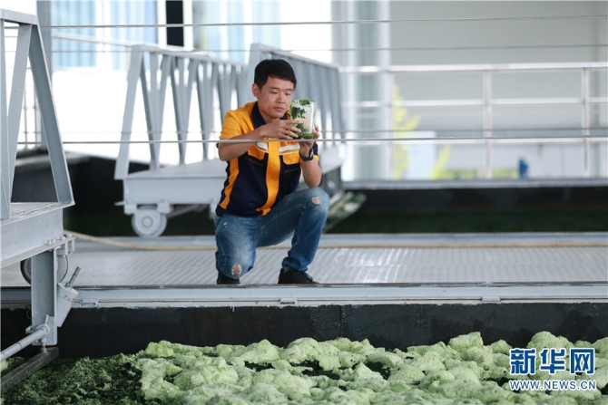 8龙门藻站的出现,不仅让像张文建一样的打捞工人们告别了“泡”在滇池里捞藻的日子,也加快了蓝藻治理的速度。截至2018年底,藻站七年来累计打捞处理藻水约1658万立方米,生产藻泥约3.85万吨。 8龙门藻站的出现,不仅让像张文建一样的打捞工人们告别了“泡”在滇池里捞藻的日子,也加快了蓝藻治理的速度。截至2018年底,藻站七年来累计打捞处理藻水约1658万立方米,生产藻泥约3.85万吨。