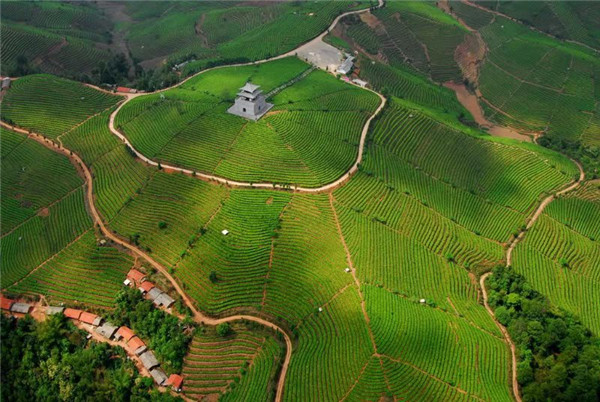 普洱市营盘山万亩茶园