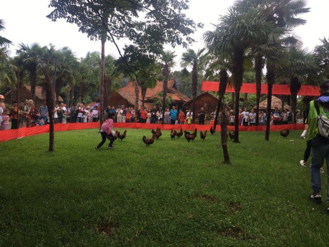 抓鸡比赛 抓鸡比赛