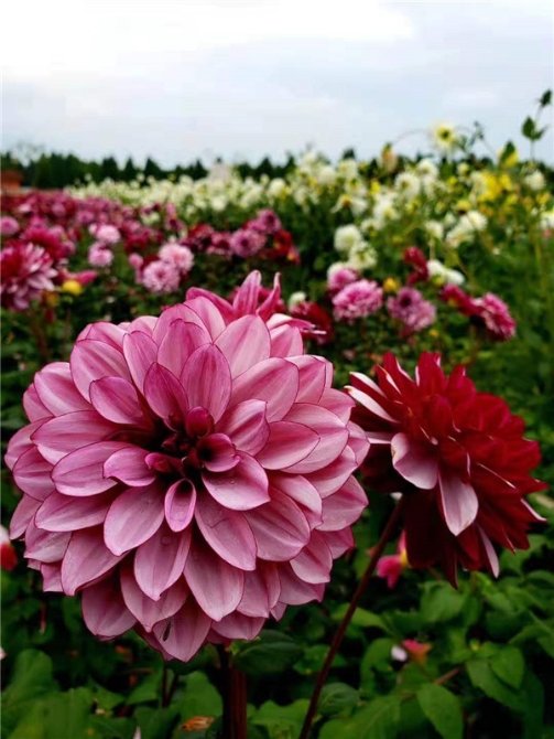 捞渔河湿地公园大丽花正值盛花期。 捞渔河湿地公园大丽花正值盛花期。