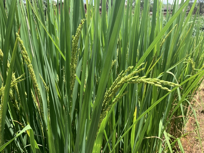 d40cee0ea73b3f65bda0c46e2d3fee1