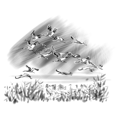 候鸟是大地上的另一种节气