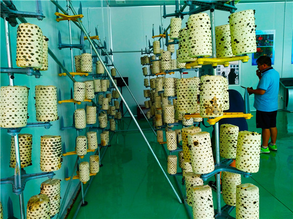 上海市在红河县对口支援的食用菌种培育研究中心。记者江枫 摄