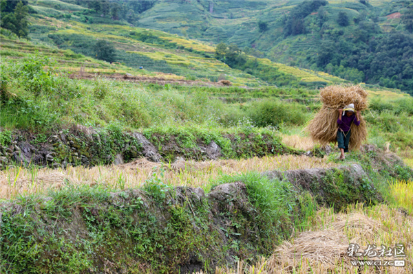 辛勤耕作 李浅川摄 辛勤耕作 李浅川摄