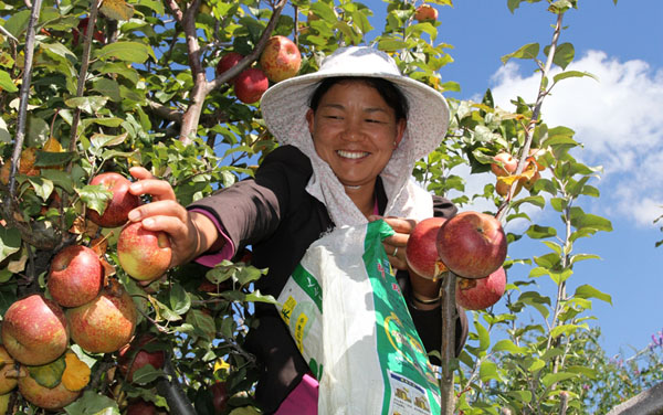 漾濞李家庄,一村民正在采摘苹果。 漾濞李家庄,一村民正在采摘苹果。