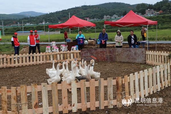 5 套鹅游戏妙趣横生。