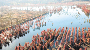 滇源街道甸尾村水杉湿地笼罩在一片飘渺水雾中,这片湿地位于滇池上游、昆明松华坝水源保护区内。记者赵伟摄 滇源街道甸尾村水杉湿地笼罩在一片飘渺水雾中,这片湿地位于滇池上游、昆明松华坝水源保护区内。记者赵伟摄