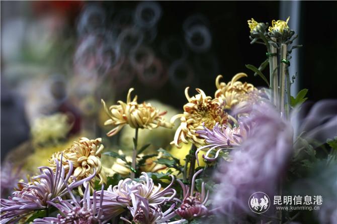 黑龙潭菊花展。林受里摄