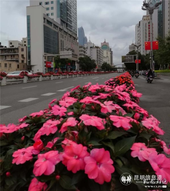 鲜花与国旗装扮北京路 网友“咖啡豆”摄