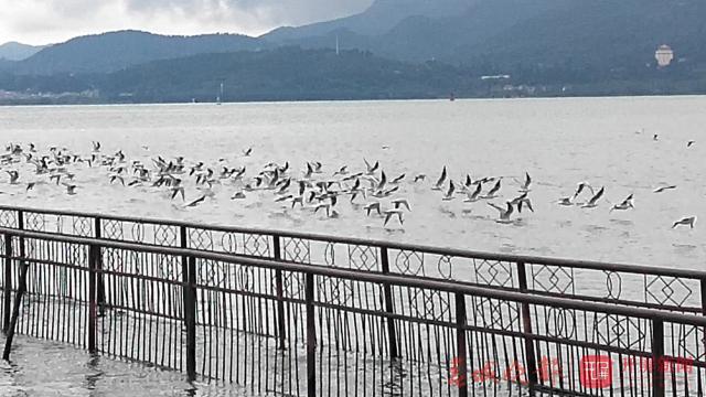红嘴鸥先头部队抵达滇池