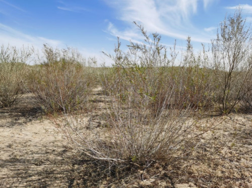 【见证七十载•草原新发展】从“八百里瀚海”,到草原绿洲 【见证七十载•草原新发展】从“八百里瀚海”,到草原绿洲