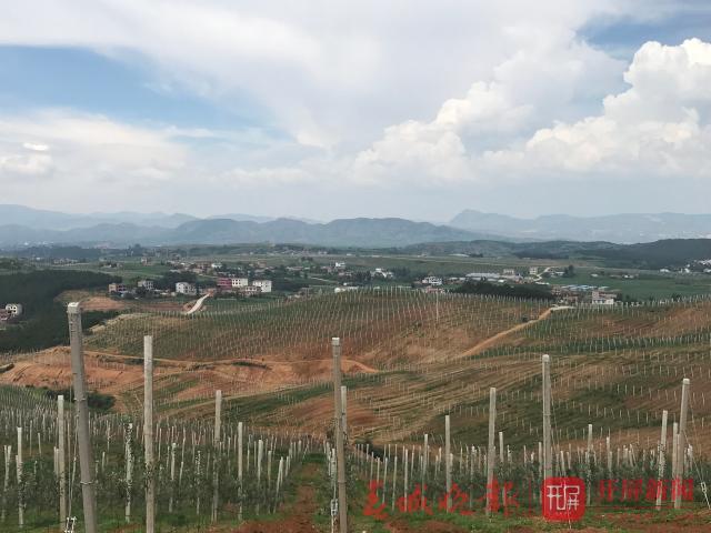 完全不靠天吃饭啦!昭通这个基地种苹果“种”出了新高度!