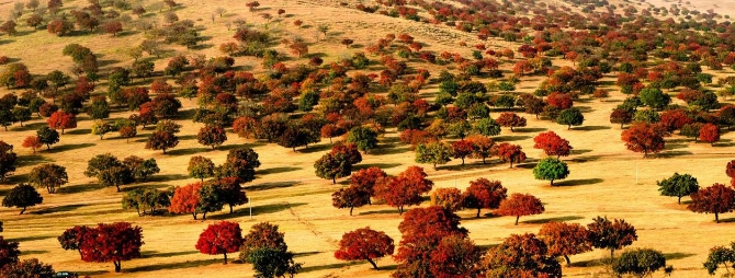 科右中旗五角枫自然保护区