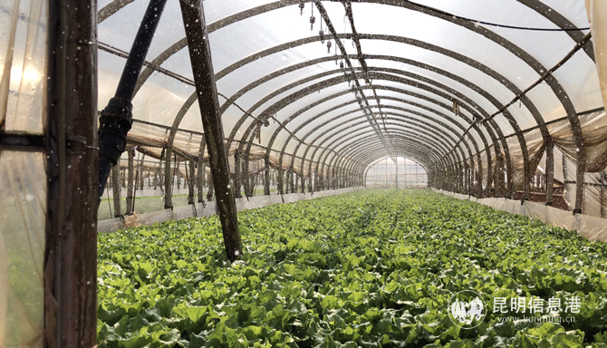 马金铺街道白云社区“农田也用上了自来水”。 记者冉光雯摄 马金铺街道白云社区“农田也用上了自来水”。 记者冉光雯摄