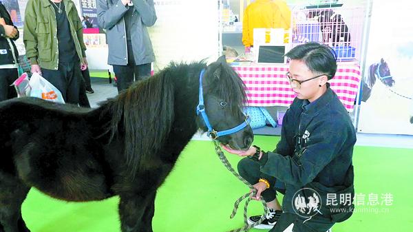 阿根廷法拉贝拉矮马“小黑黑”。 阿根廷法拉贝拉矮马“小黑黑”。