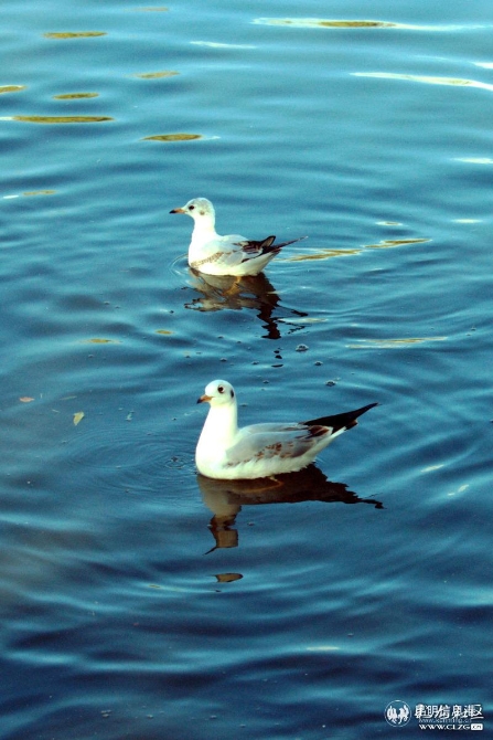 孟加拉国的马兴的作品