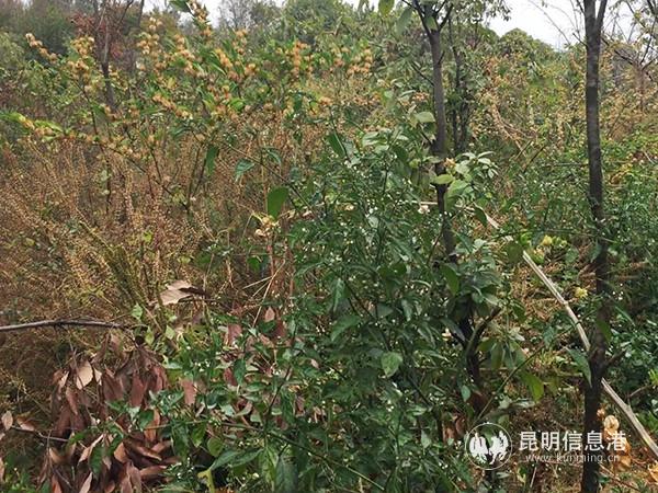 养猪场原址植被茂盛。记者孙红亮摄 养猪场原址植被茂盛。记者孙红亮摄