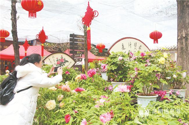 昙华寺公园牡丹花已成花事品牌