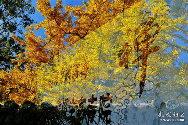 华亭寺银杏 彩龙社区网友周三火摄 (2)