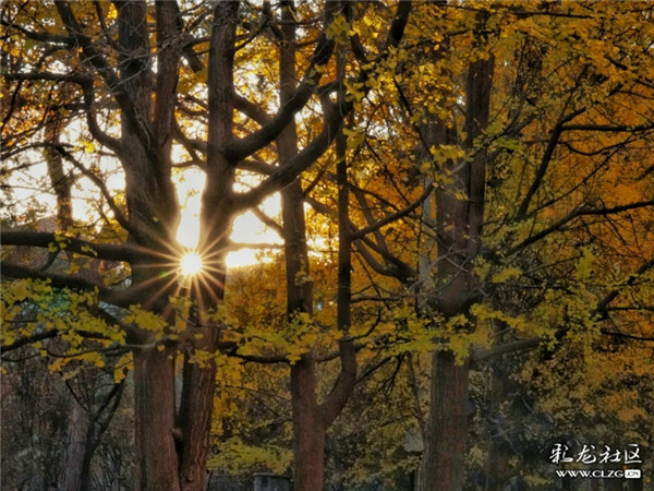 阳光下金黄的银杏林 彩龙社区网友云匀摄