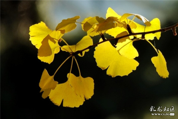 云大校园里变得金黄的银杏 彩龙社区网友 云匀摄