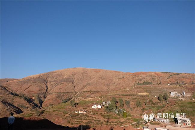 这片山上，未来也将种上石榴树。