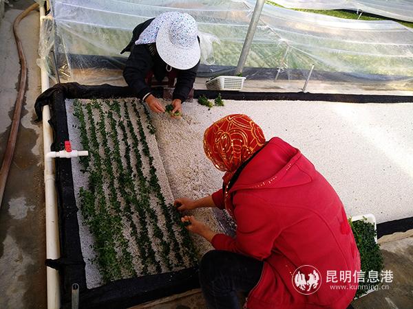 农户在基地的组培中心移栽洋芋种苗。记者江枫摄