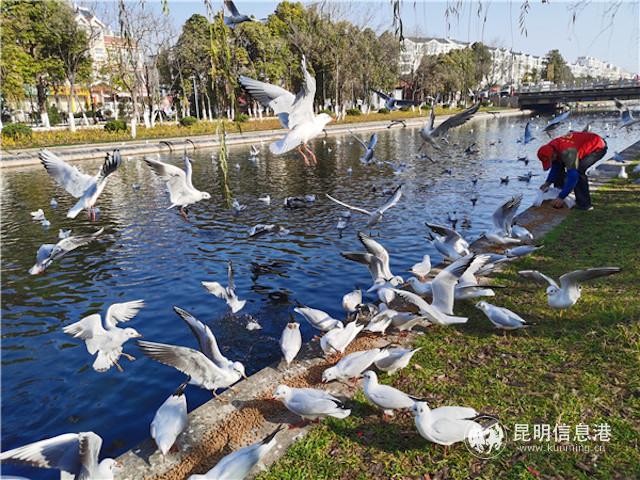 志愿者喂海鸥 志愿者喂海鸥
