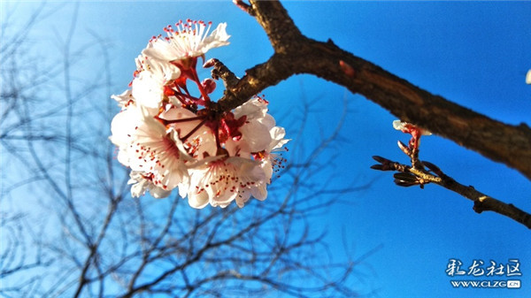 来源：彩龙社区网友 王元宁 摄3