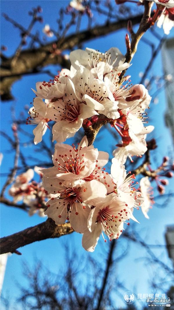 来源：彩龙社区网友 王元宁 摄5